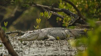 sundarban-trip-planners