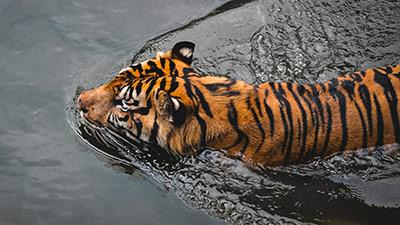 sundarban-trip-planners