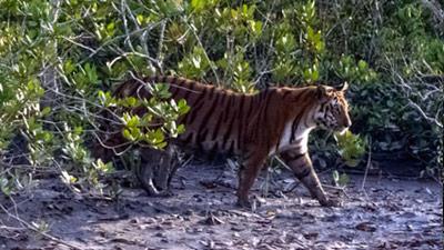 sundarban-trip-planners