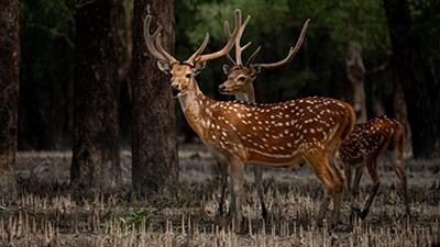 sundarban-trip-planners
